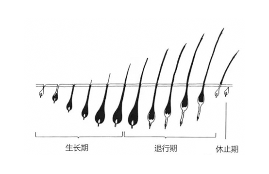 脫毛不徹底，毛毛的生命力到底有多頑強？(圖2)